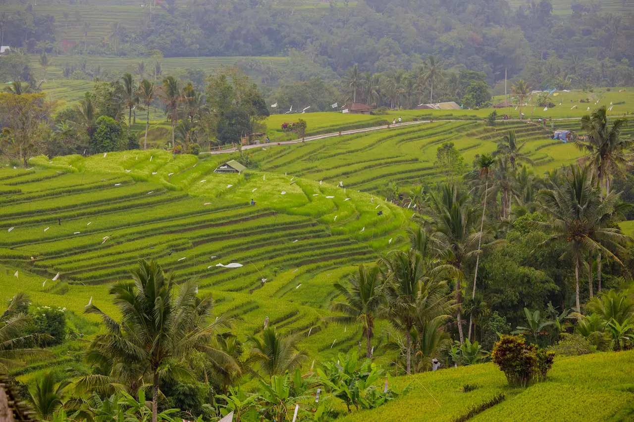 Contoured bands of bright green rice terraces curving round a hillside at Jatiluwih, with coconut palms among them and forested slopes behind.