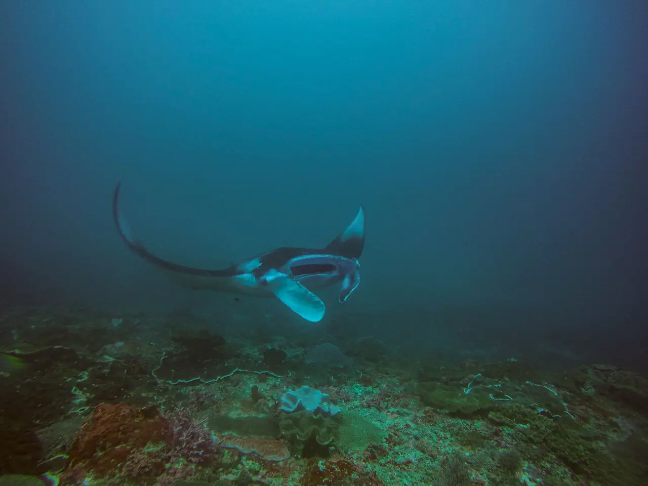 A reef manta ray gliding over coral in hazy blue water at Manta Bay, Nusa Penida.